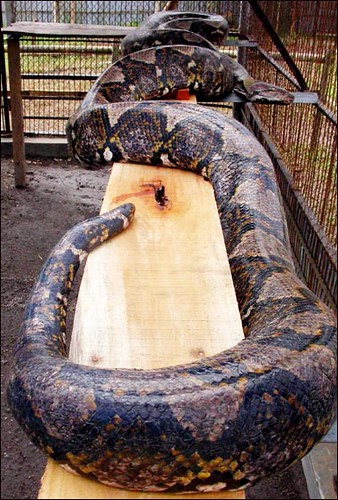 python indonesia